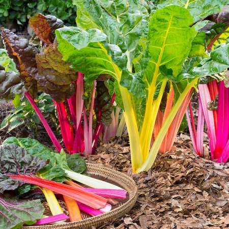 Mangold, amestec multicolor - pentru microplante