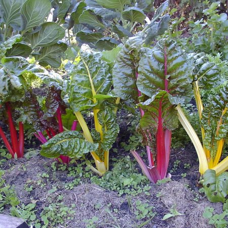Mangold, amestec multicolor - pentru microplante