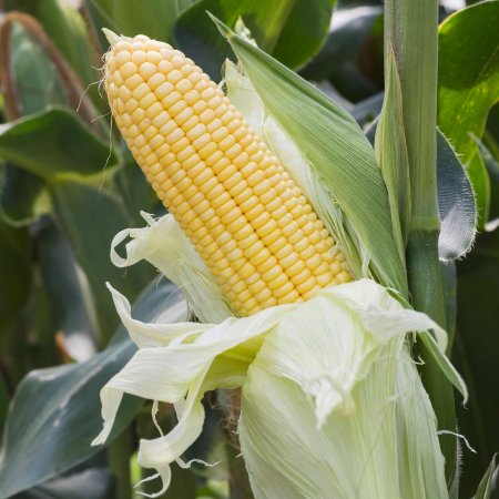 Sfecla de porumb dulce Bantam de Aur - pentru microplante