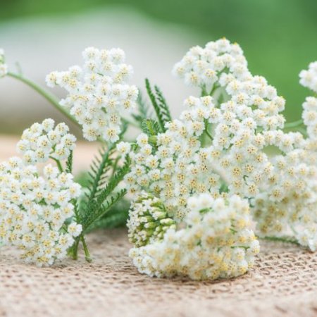Achillea millefolium Yarrow