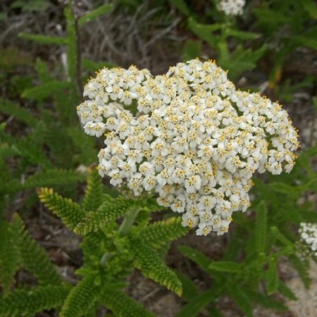 Achillea millefolium Yarrow