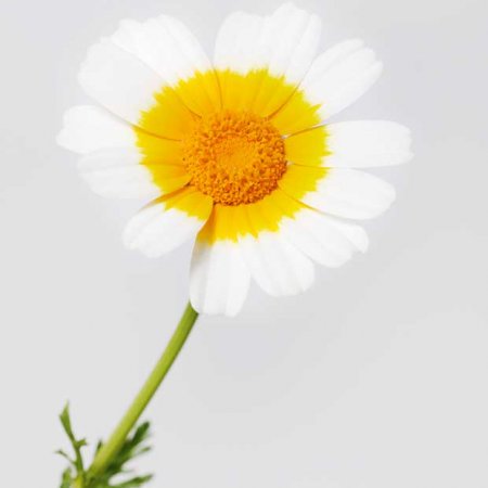 Chrysanthemum coronarium