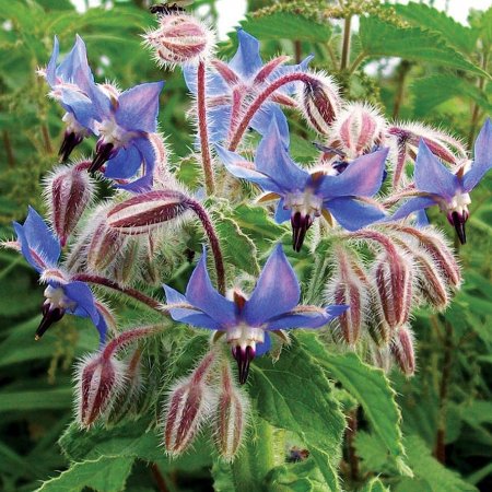Borago officinalis Borrago