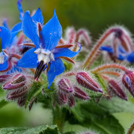 Borago officinalis Borrago