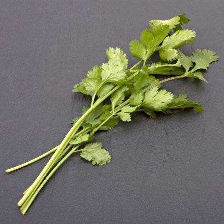 Coriandru - pentru microplante