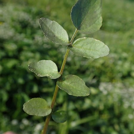 Nasturtium officinale Watercress