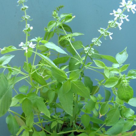 Busuioc lămâios - pentru microplante