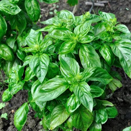 Ocimum basilicum Basil Sweet Large