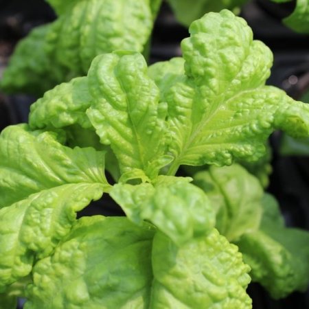 Ocimum basilicum Basil Lettuce Leaf