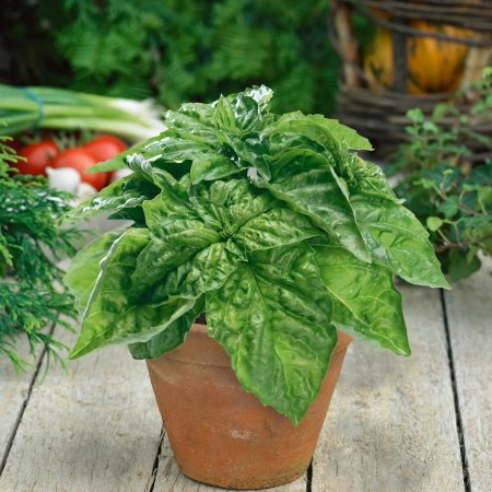 Ocimum basilicum Basil Lettuce Leaf