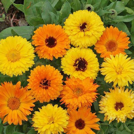 Calendula officinalis Pacific Beauty Calendula officinalis P..