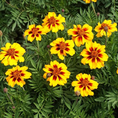 Tagetes nain, Marieta mică - pentru microplante