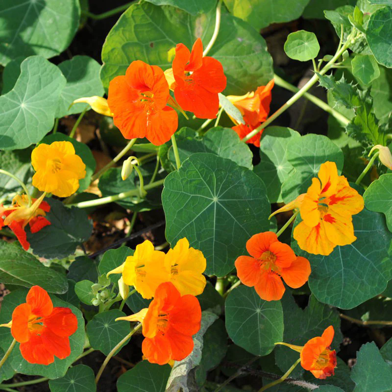 Tropaeolum majus nanum Tip Top single mixed