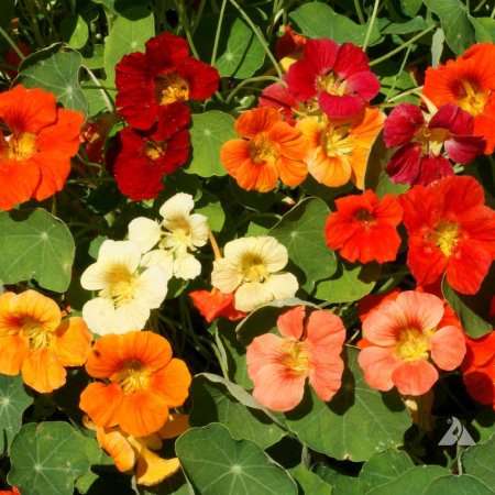 Tropaeolum majus nanum Tip Top single mixed
