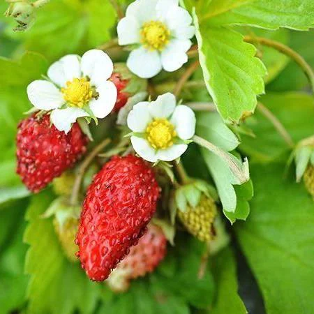 Căpșună de pădure Baron Solemacher