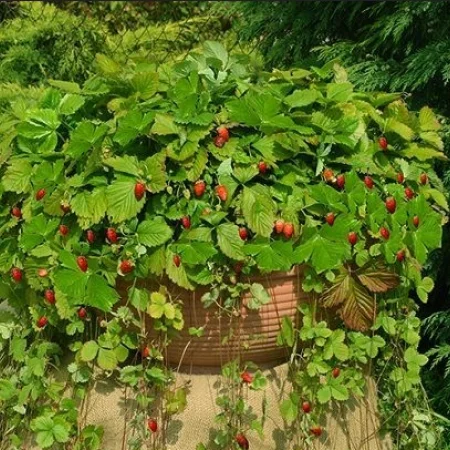 Căpșună de pădure Baron Solemacher