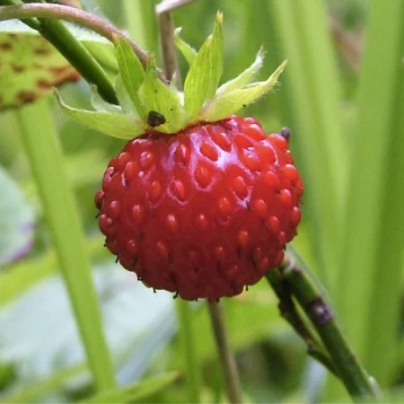 Căpșună de pădure Baron Solemacher