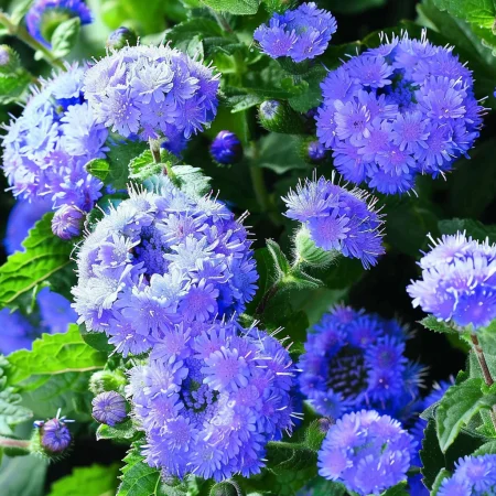 Ageratum Mexican - Leda