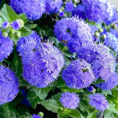 Ageratum Mexican - Leda
