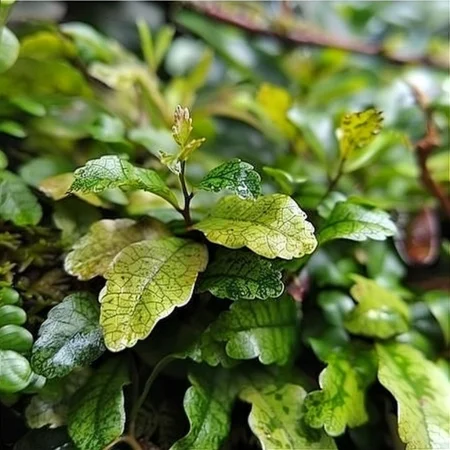 Ambrozia Mexicană Magia Verde