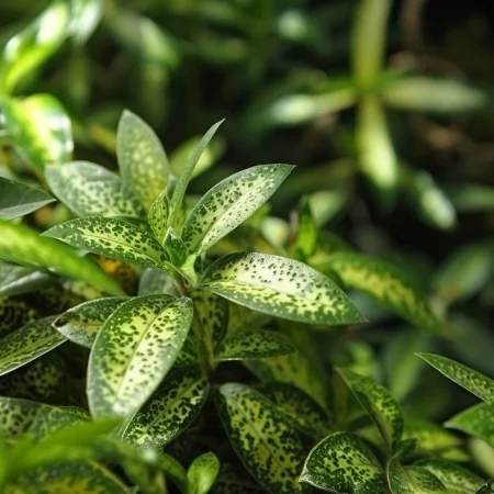 Ambrozia Mexicană Magia Verde