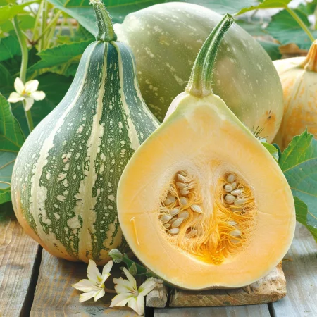 Cucurbita pepo Junona